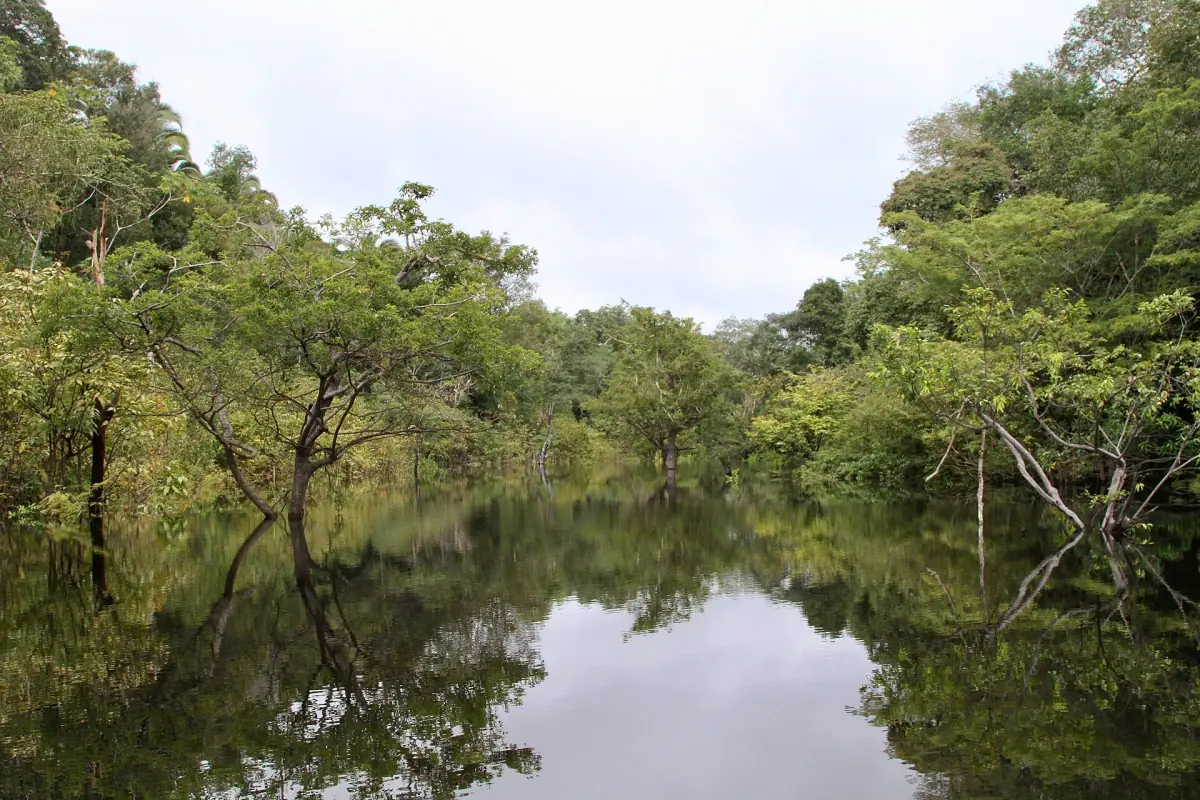 A calm river through the Amazon rainforest