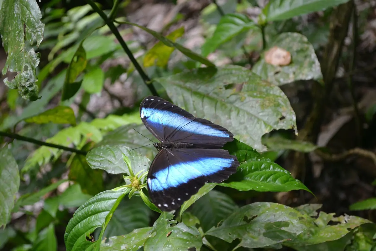 A blue morpho butterfly in Madidi
