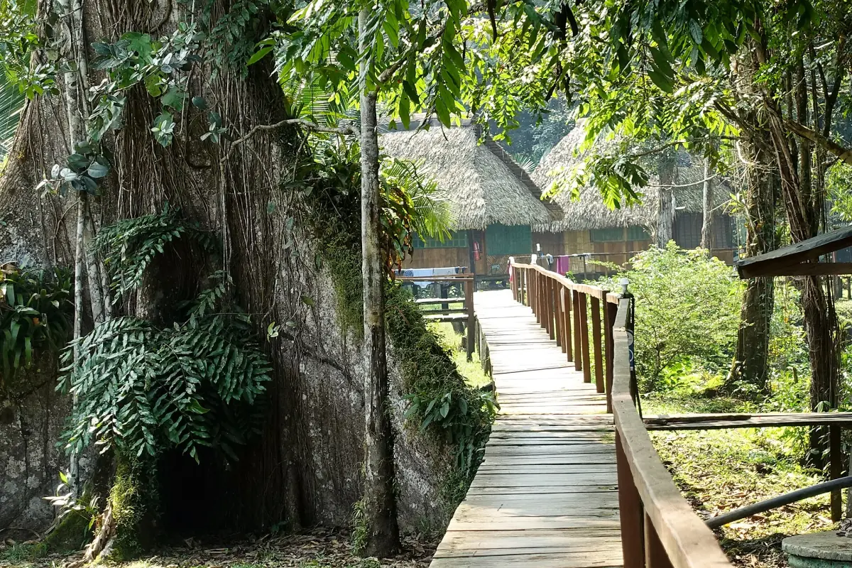 A boardwalk at a Cuyabeno lodge