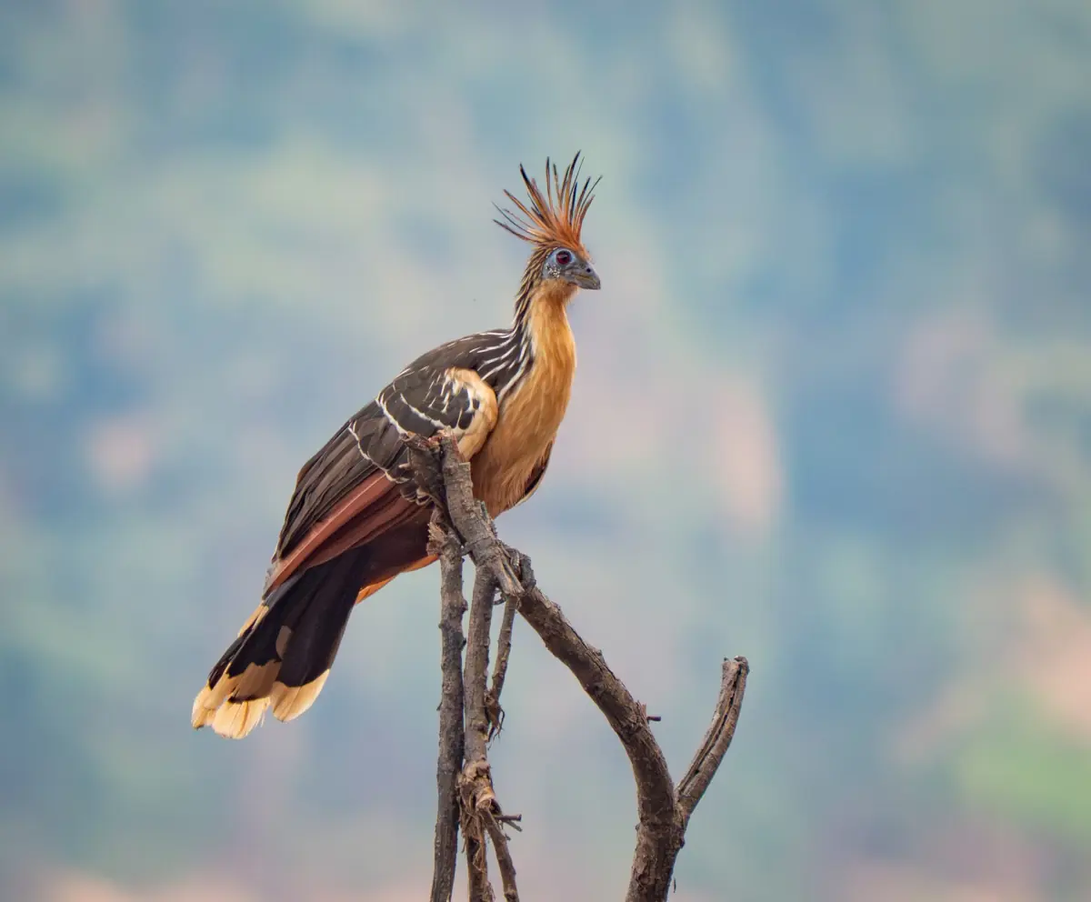A hoatzin on a branch
