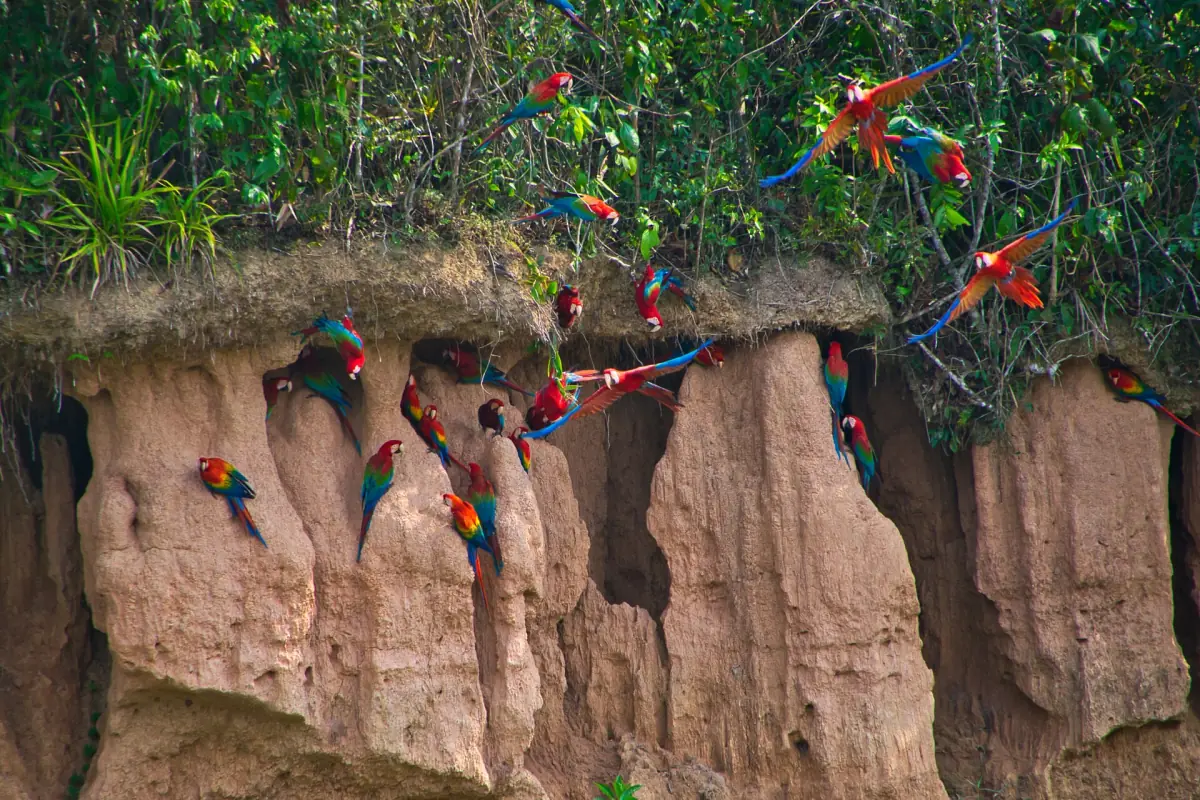 Macaws at a clay lick on the Tambopata river