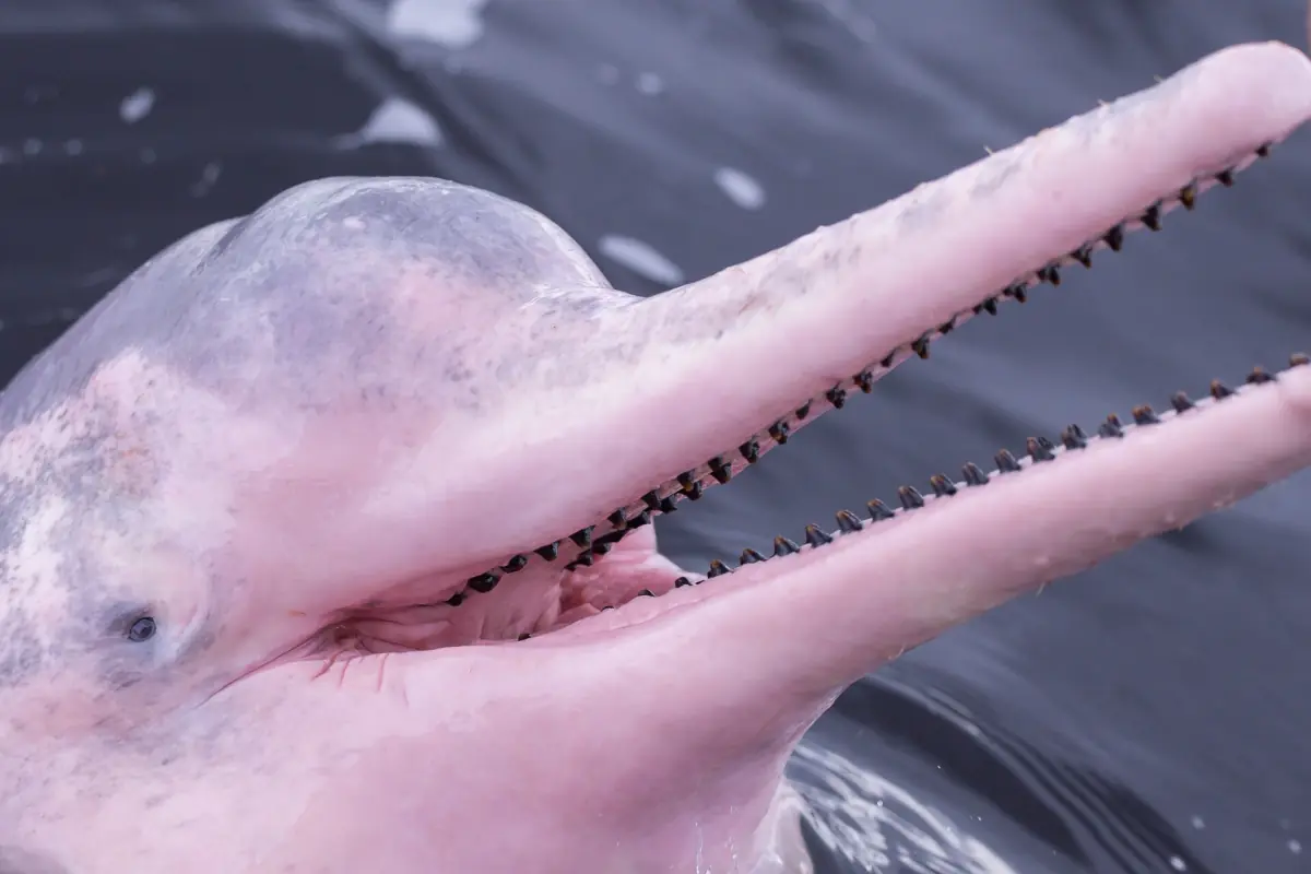 A pink river dolphin up close