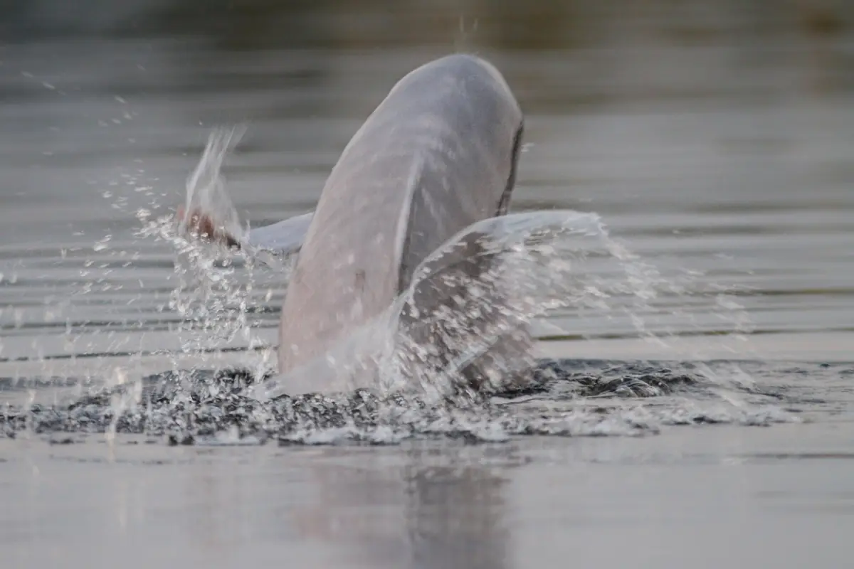 A pink river dolphin surfacing