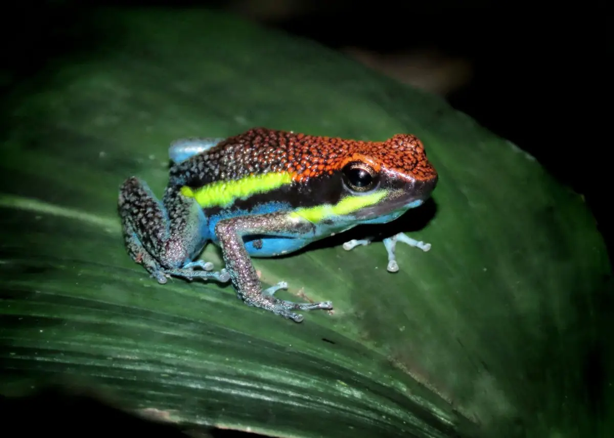A poison frog on a leaf in Manu