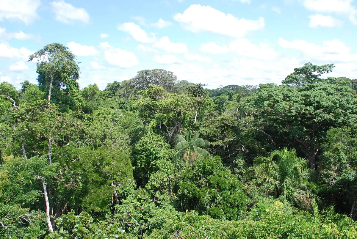 Rainforest near Puerto Maldonado